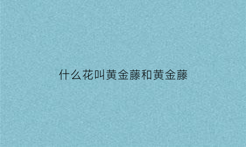 什么花叫黄金藤和黄金藤(什么花叫黄金藤和黄金藤的区别)