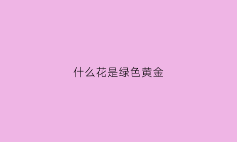 什么花是绿色黄金(什么花是绿色黄金叶子)