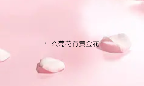 什么菊花有黄金花(什么菊花有黄金花香)