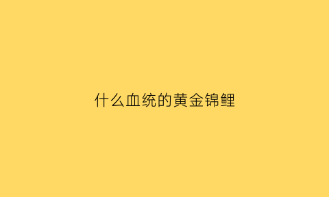 什么血统的黄金锦鲤(什么血统的黄金锦鲤好看)