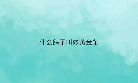 什么鸽子叫做黄金条