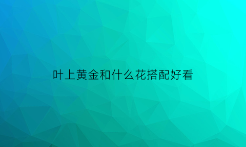 叶上黄金和什么花搭配好看(叶上黄金图片)