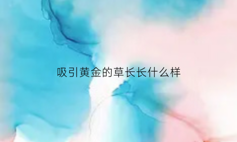 吸引黄金的草长长什么样