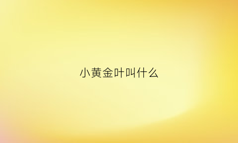 小黄金叶叫什么