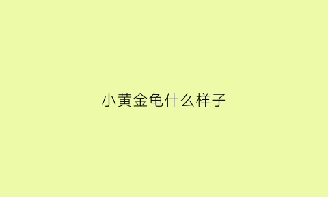 小黄金龟什么样子