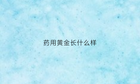 药用黄金长什么样(药用黄金长什么样子图片)