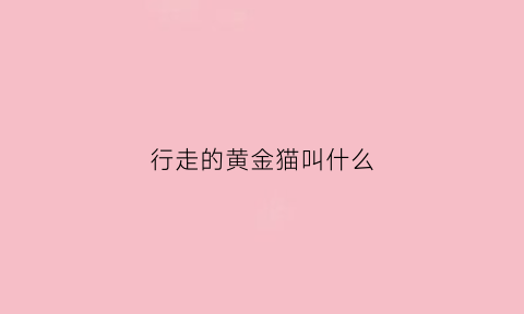 行走的黄金猫叫什么