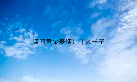 请问黄金麦穗是什么样子