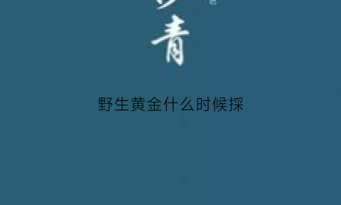 野生黄金什么时候採(野生黄金什么价)