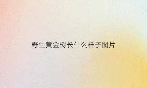 野生黄金树长什么样子图片