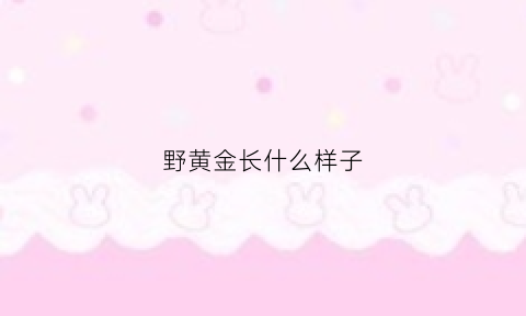 野黄金长什么样子