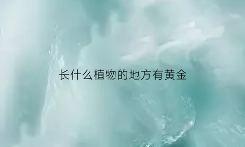 长什么植物的地方有黄金