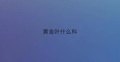 黄金叶什么科