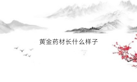 黄金药材长什么样子(黄金药材有什么用途和价值)