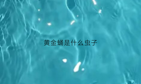 黄金蛹是什么虫子