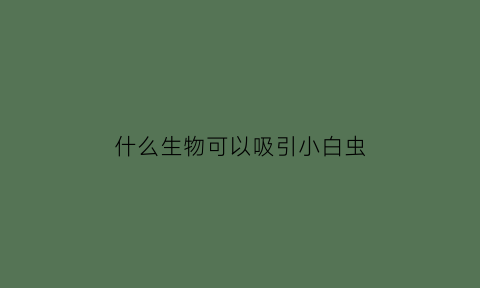 什么生物可以吸引小白虫(什么吸引小虫子)