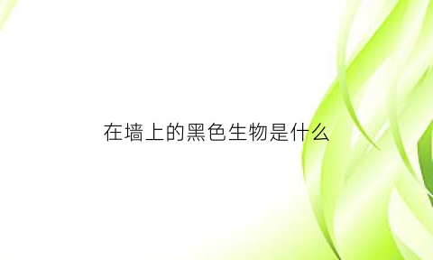 在墙上的黑色生物是什么(墙壁上的黑色虫子)