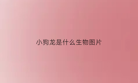 小狗龙是什么生物图片