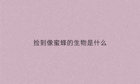 捡到像蜜蜂的生物是什么(捡到像蜜蜂的生物是什么意思)