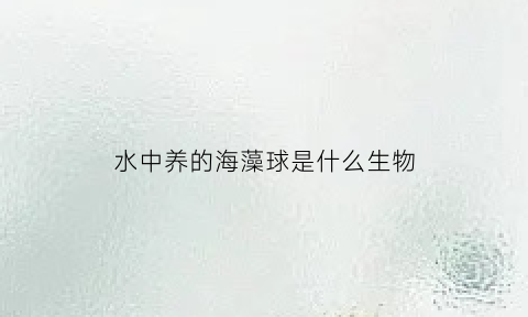 水中养的海藻球是什么生物