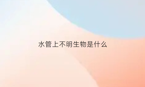 水管上不明生物是什么