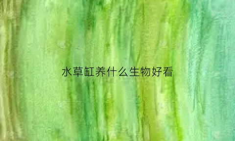 水草缸养什么生物好看(水草缸适合什么鱼)