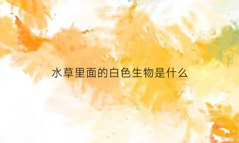 水草里面的白色生物是什么(水草里面的白色生物是什么东西)
