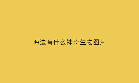 海边有什么神奇生物图片(海边有什么动物图片)
