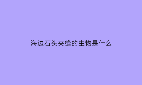 海边石头夹缝的生物是什么(海边石头缝里的贝类有哪些)