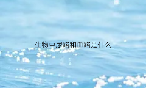 生物中尿路和血路是什么(肾脏中的血路和尿路)