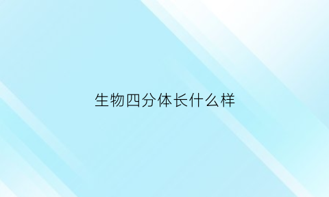 生物四分体长什么样