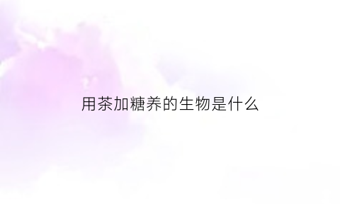 用茶加糖养的生物是什么(用茶加糖养的生物是什么植物)