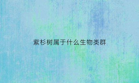 紫杉树属于什么生物类群(紫杉树是名贵的树吗)