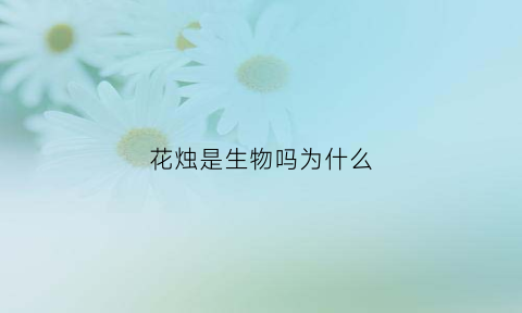 花烛是生物吗为什么(花烛为什么不红)