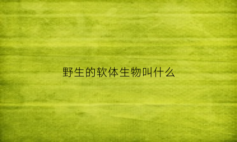 野生的软体生物叫什么(罕见的软体动物)