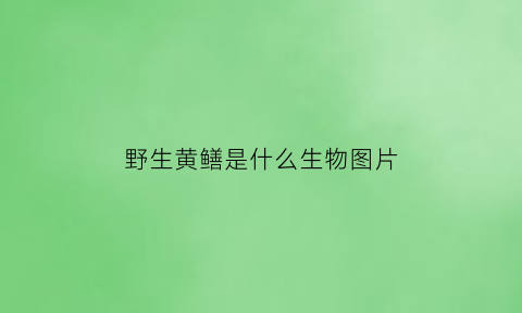 野生黄鳝是什么生物图片(野生黄鳝的图片)