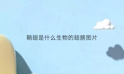 鞘翅是什么生物的翅膀图片(鞘翅是干嘛的)