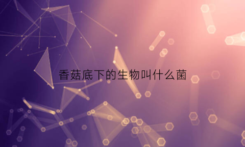 香菇底下的生物叫什么菌(香菇底下的生物叫什么菌种)