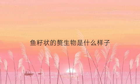 鱼籽状的赘生物是什么样子