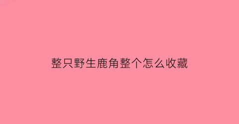 整只野生鹿角整个怎么收藏