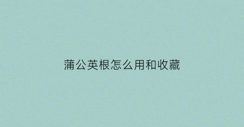 蒲公英根怎么用和收藏