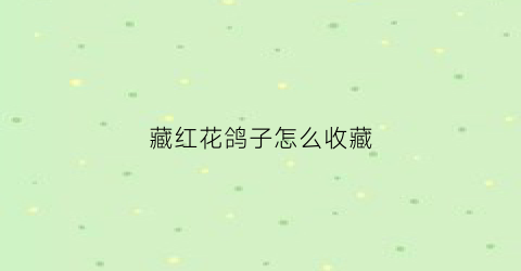 藏红花鸽子怎么收藏