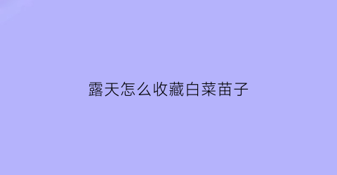 露天怎么收藏白菜苗子