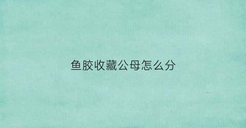 鱼胶收藏公母怎么分